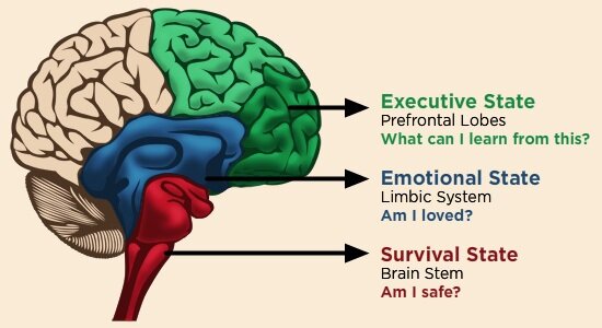 brain-structure-and-function-in-english-1