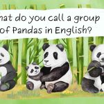 Perché diciamo “a tower of giraffes” e “a murder of crows”? La storia affascinante dei nomi collettivi in inglese!