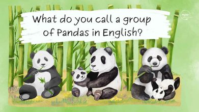 🐾 Perché diciamo “a tower of giraffes” e “a murder of crows”? La storia affascinante dei nomi collettivi in inglese!